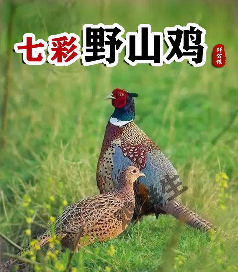 七彩山鸡农家山鸡肉山鸡蛋公鸡母鸡现杀现发土鸡1只老253
