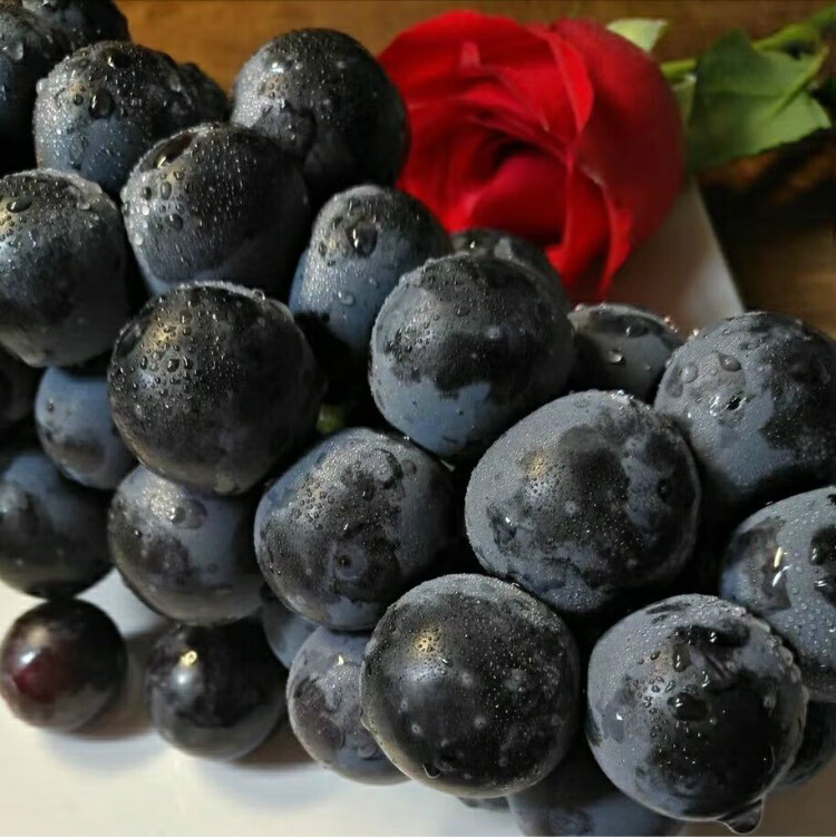 云南建水无籽夏黑葡萄新鲜小颗粒黑提子红河黑加仑孕妇水果生鲜团购