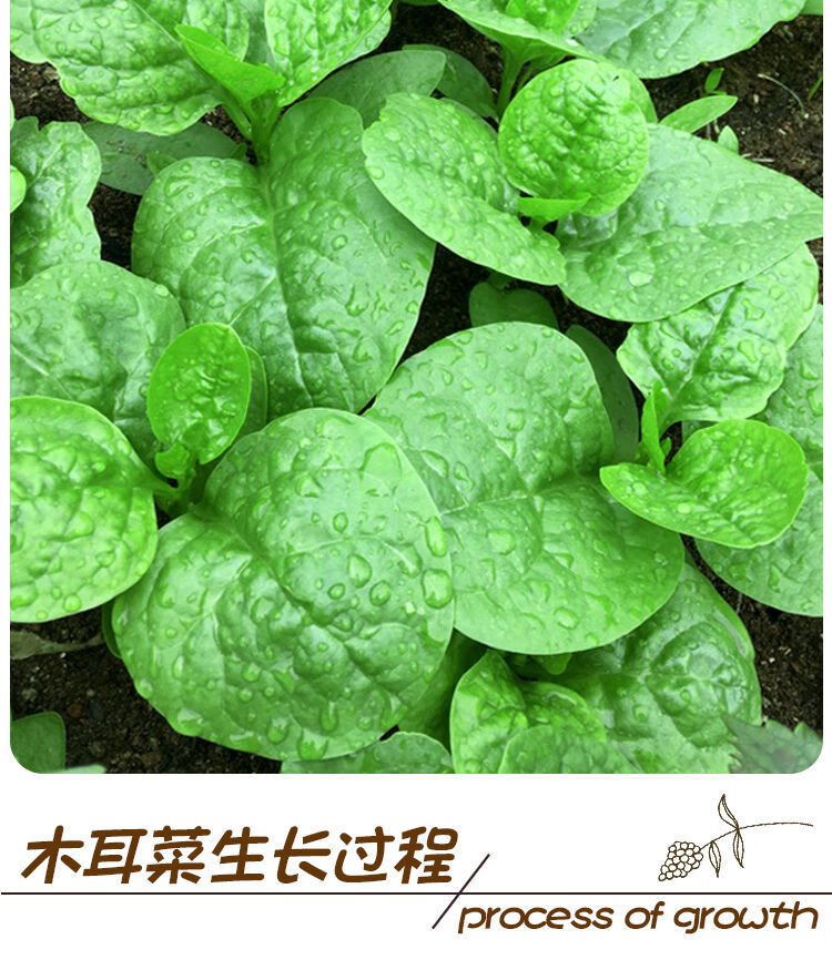 大葉木耳菜種子爬藤小青菜陽臺盆栽田園易種蔬菜種籽春夏秋四季播大葉