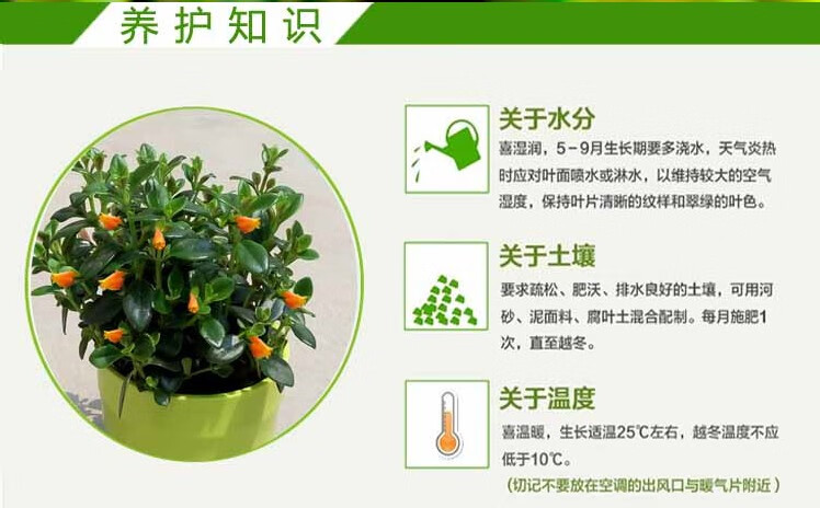 金鱼吊兰金边金心吊兰家居办公室内盆栽办公室美化环境绿萝植物 口红