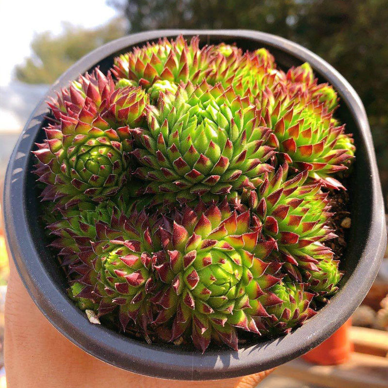 复活节彩蛋长生草系多头群生多肉植物盆栽绿植花卉吸甲醛观音莲4cm