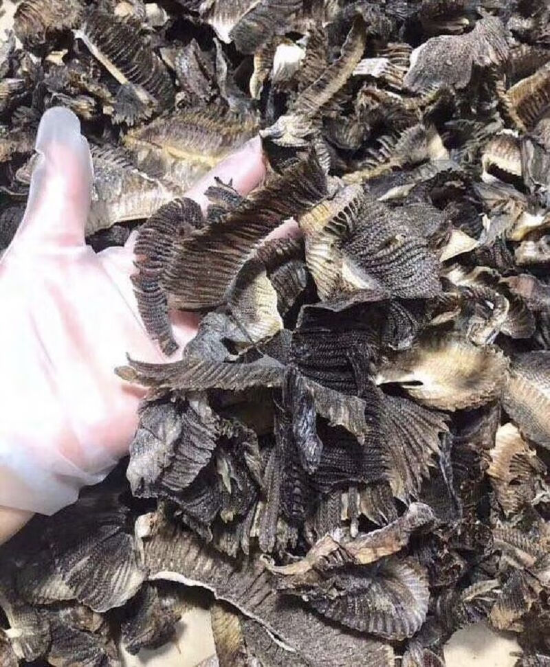 中号深海鱼鳃鹏鱼澎鱼彭鱼干货海产品腮部足干虾彭腮鱼腮100g中号250