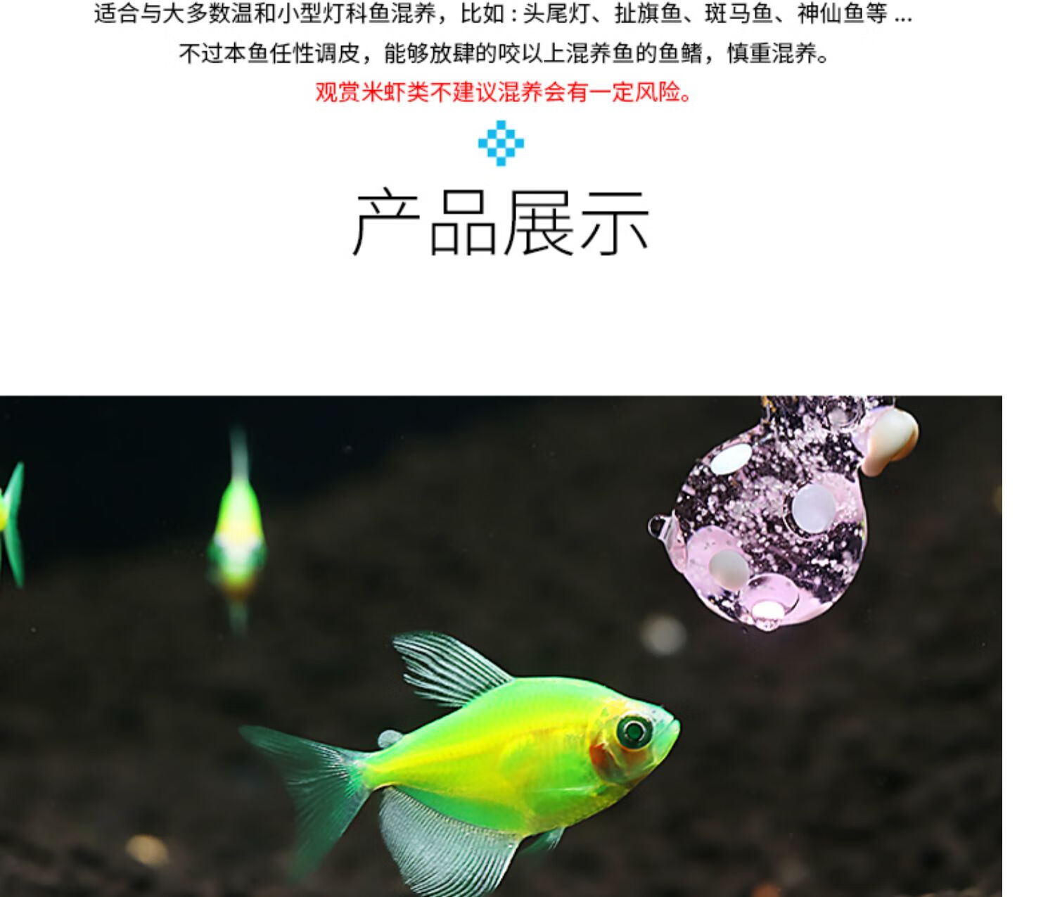 觀賞魚檸檬天使魚小型熱帶魚青蘋果天使魚淡水寵物活體魚檸檬天使