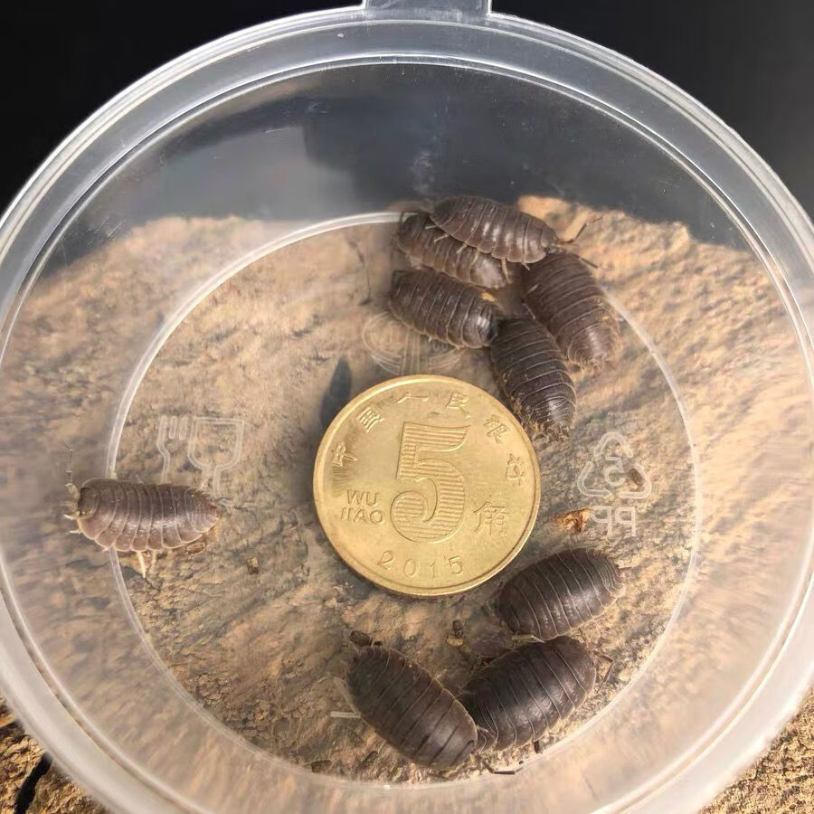 现捉活鼠妇虫活体 西瓜虫 潮虫 学生生物实验 包成活 20只【图片 价格