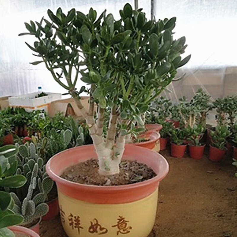 玉樹盆栽苗老樁大葉玉樹花植物多肉燕子掌室內客廳綠植花卉玉樹3年苗