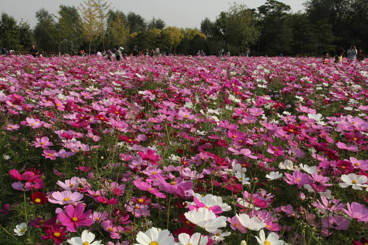 室外草花種子庭院花種四季開花花子籽百日草花卉植物花籽春季花草