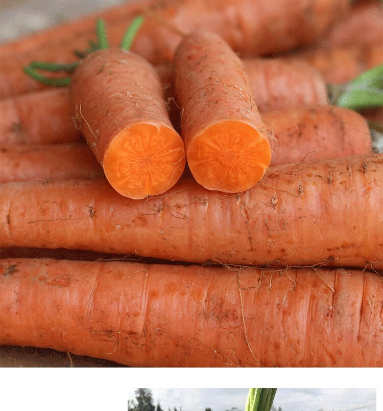 云南高山土胡萝卜农家现挖吧带泥红黄心榨汁生吃小萝卜3/5斤 3斤