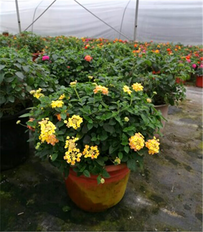 五色花五色梅盆栽马缨丹庭院花卉耐高温爆晒不死花开不断易爆盆5小盆