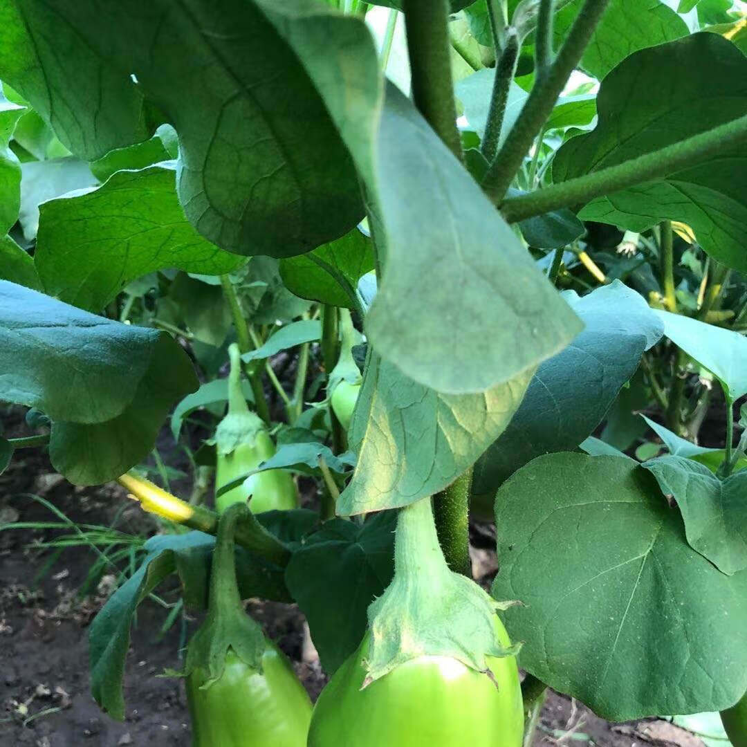 東北農家自種綠茄子 現摘現發綠茄子 新鮮無農無化肥綠茄子 2斤