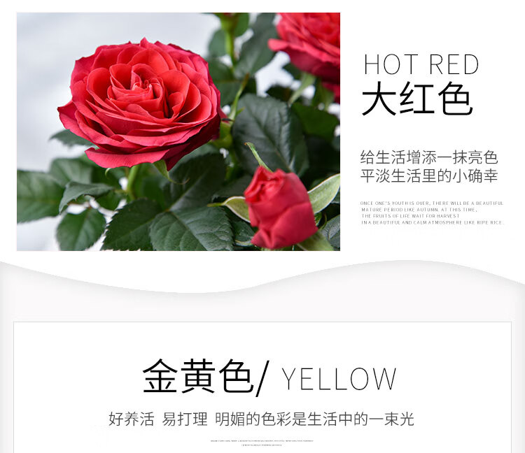 玫瑰四季开花带盆栽好观花植物室内阳台庭院花卉绿植一代佳人8棵带