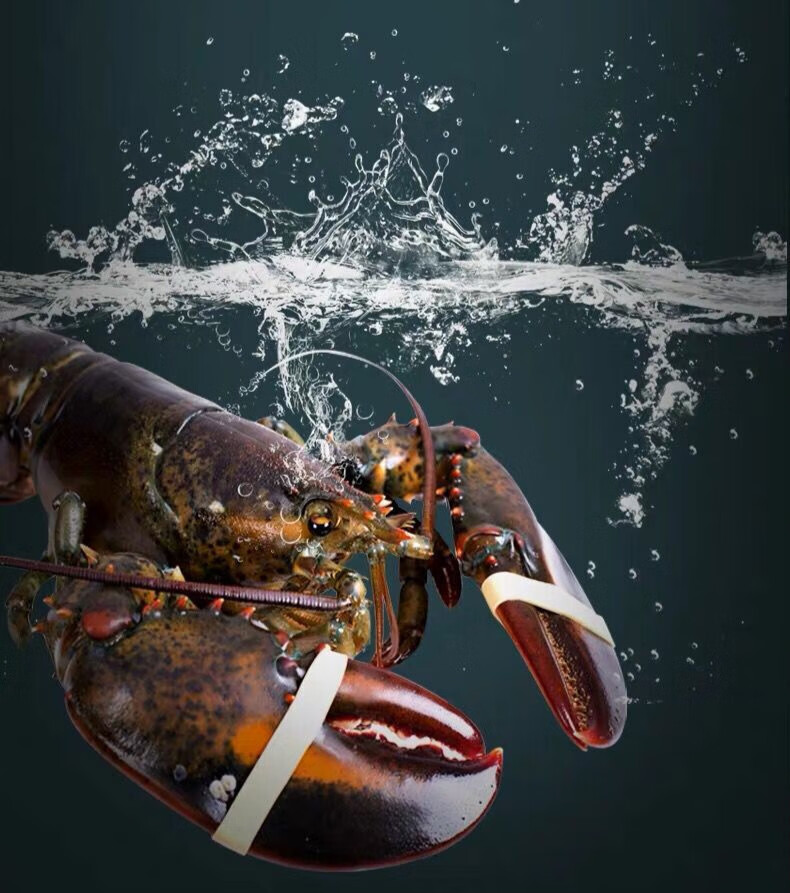 波士顿龙虾大波龙鲜活速冻海鲜龙虾特大215斤超大波龙姬美食尚6500g