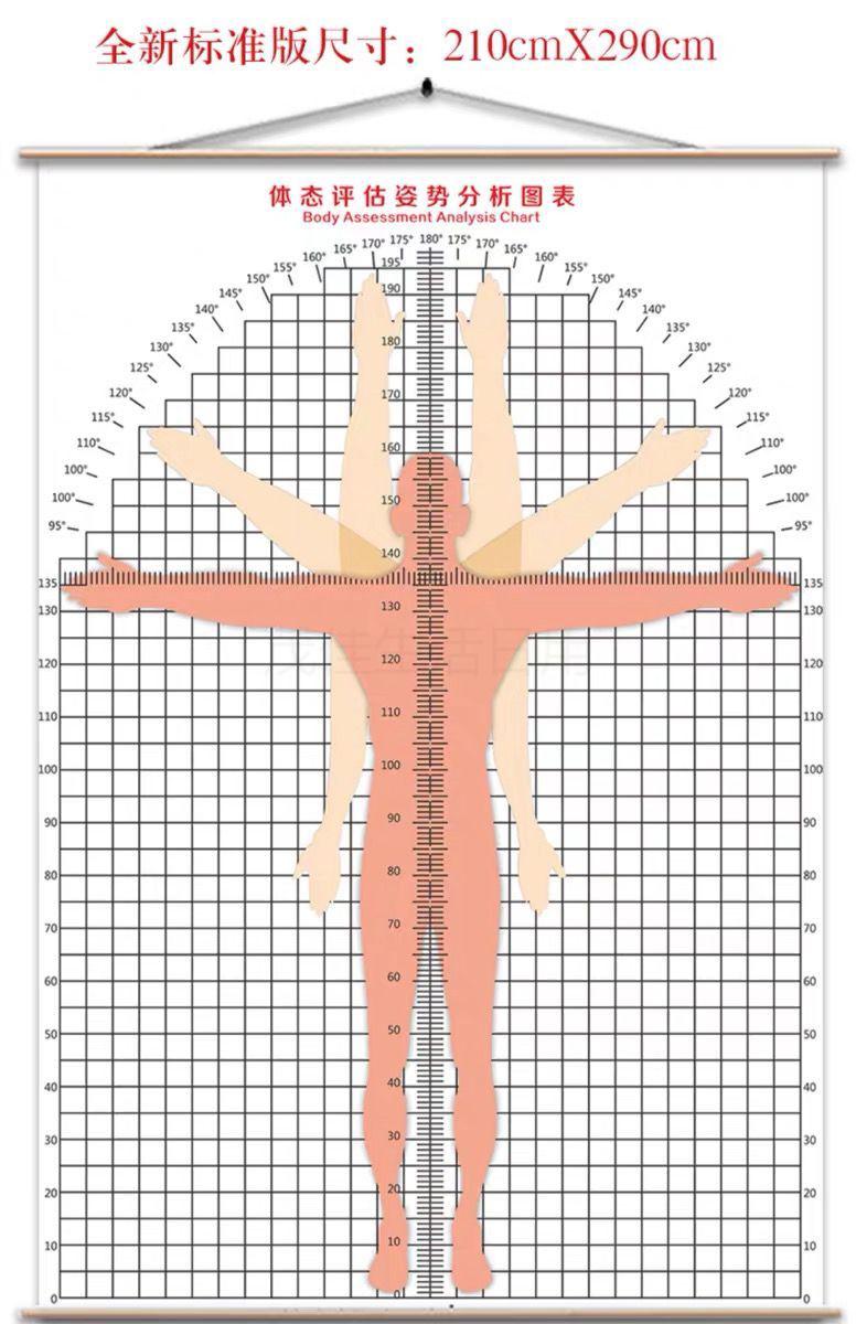 体态评估表挂式体态评估表工作室健身房墙贴瑜伽馆中医养生馆人体体测
