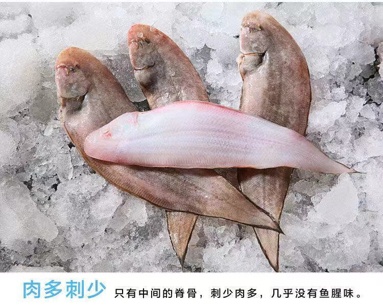 牛舌头鱼学名图片