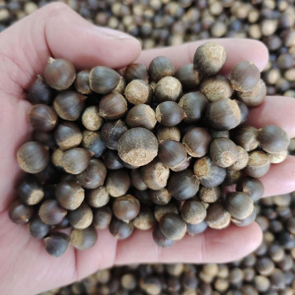 米锥栗子板栗小毛栗新鲜小板栗米椎栗榛子勾栗园子圆锥栗坚果 500克