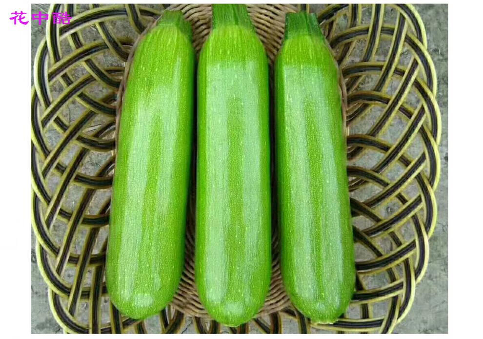 蔬菜种子 碧绿中科绿盛西葫芦种子 耐热越夏抗病毒西葫芦种子 油绿色