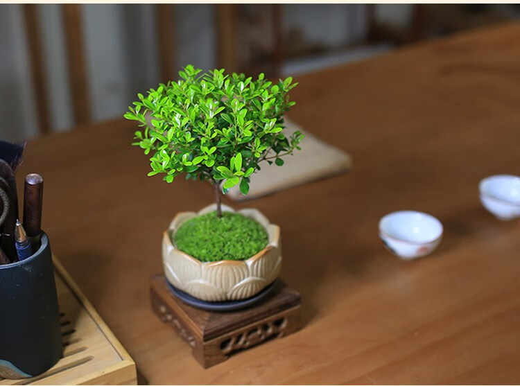 小叶赤楠盆栽精品蘑菇头造型盆景新中式禅意室内桌面观叶迷你绿植 款