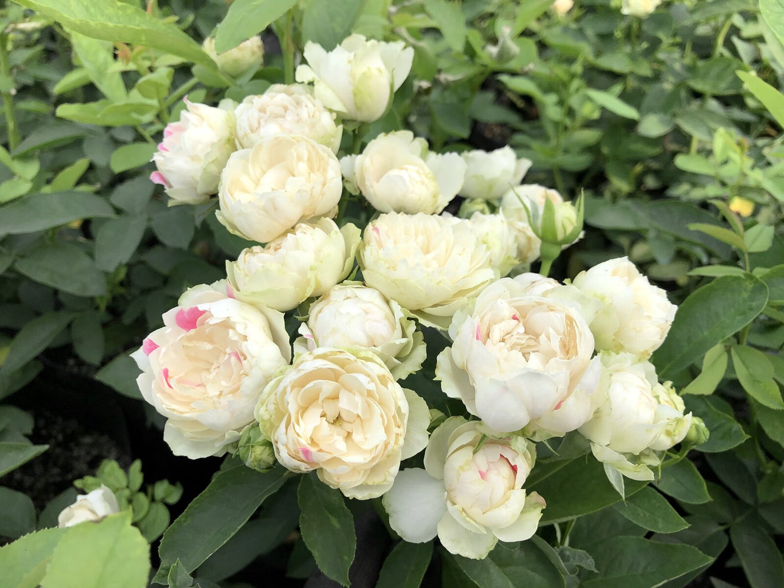 月季花苗 白桃草莓冻糕 四季种植 直立多头勤花玫瑰苗阳台花卉盆栽