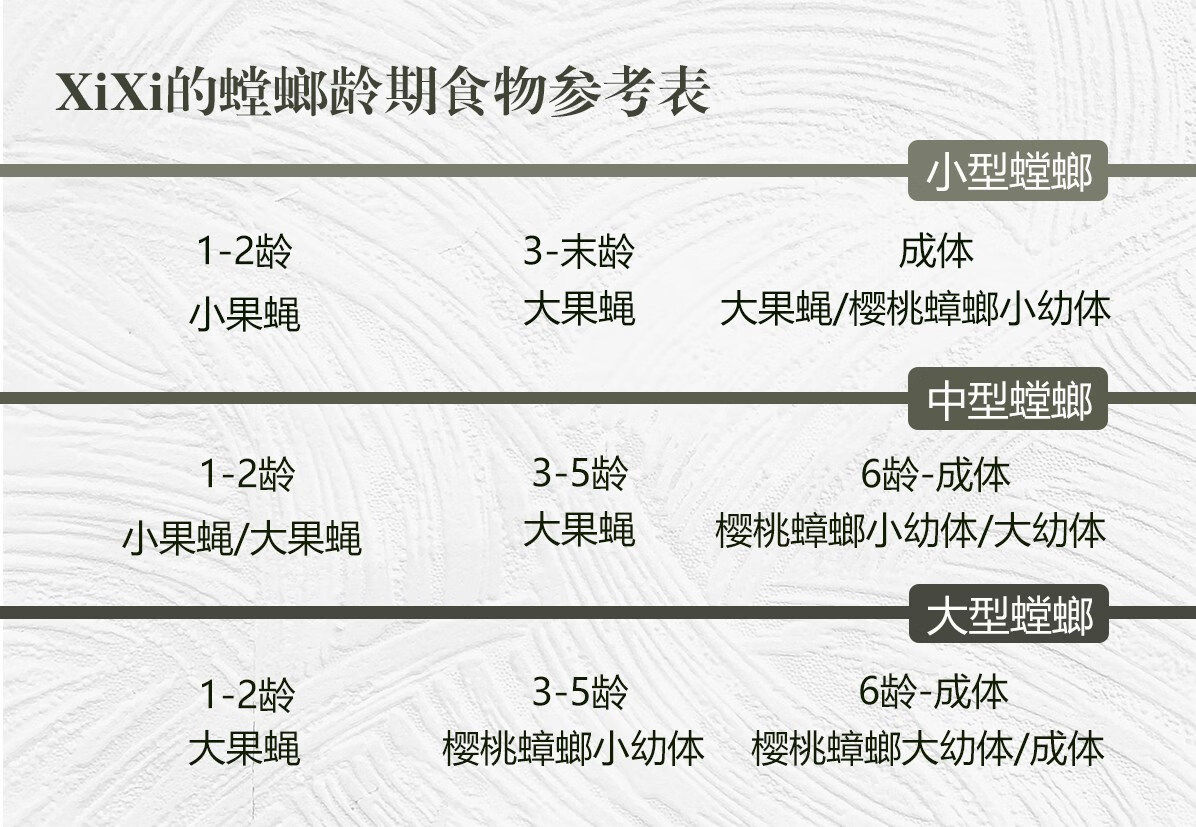 克氏菱背 克盾螳螂 大型种类 宠物活体昆虫 科普礼物 多体色盾螳 8龄