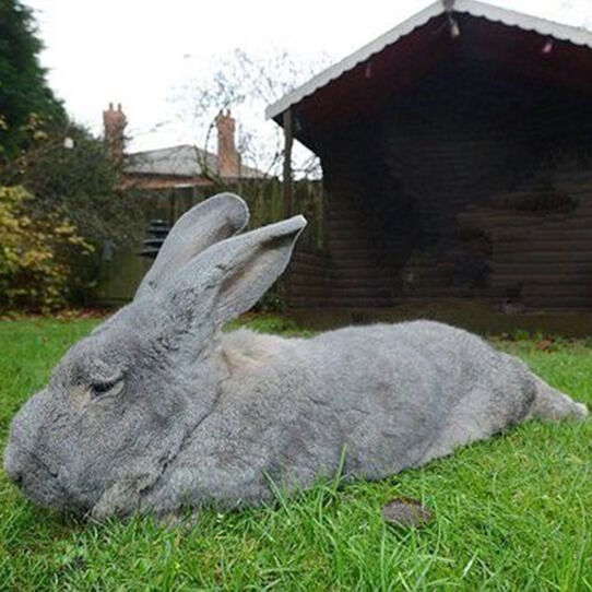 宠物兔子活物大型巨型肉兔小白兔家养成年喜玛拉雅巨兔肉兔活体花色一