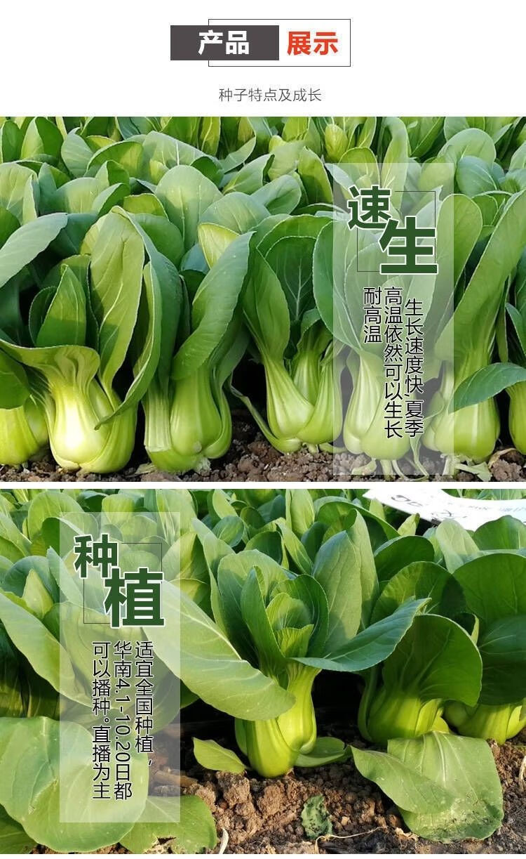 白菜品种大全图片介绍图片