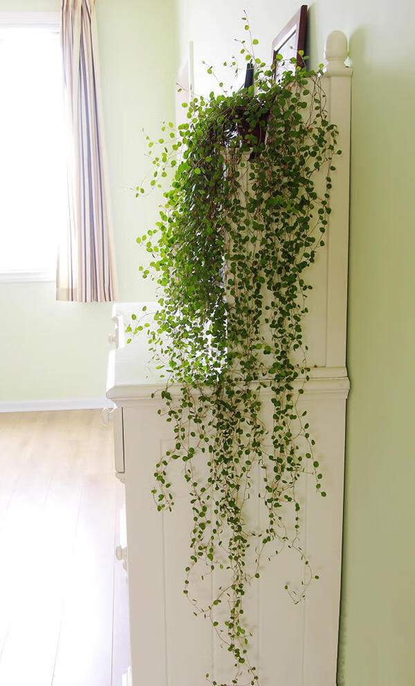 园艺壁挂式千叶吊兰花盆栽阳台室内四季常青绿植花卉墙壁装饰垂吊植物