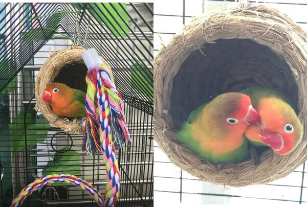 手工草编窝 鸟窝 虎皮牡丹玄凤鹦鹉窝 鸟巢 小鸟窝 繁殖窝 大号