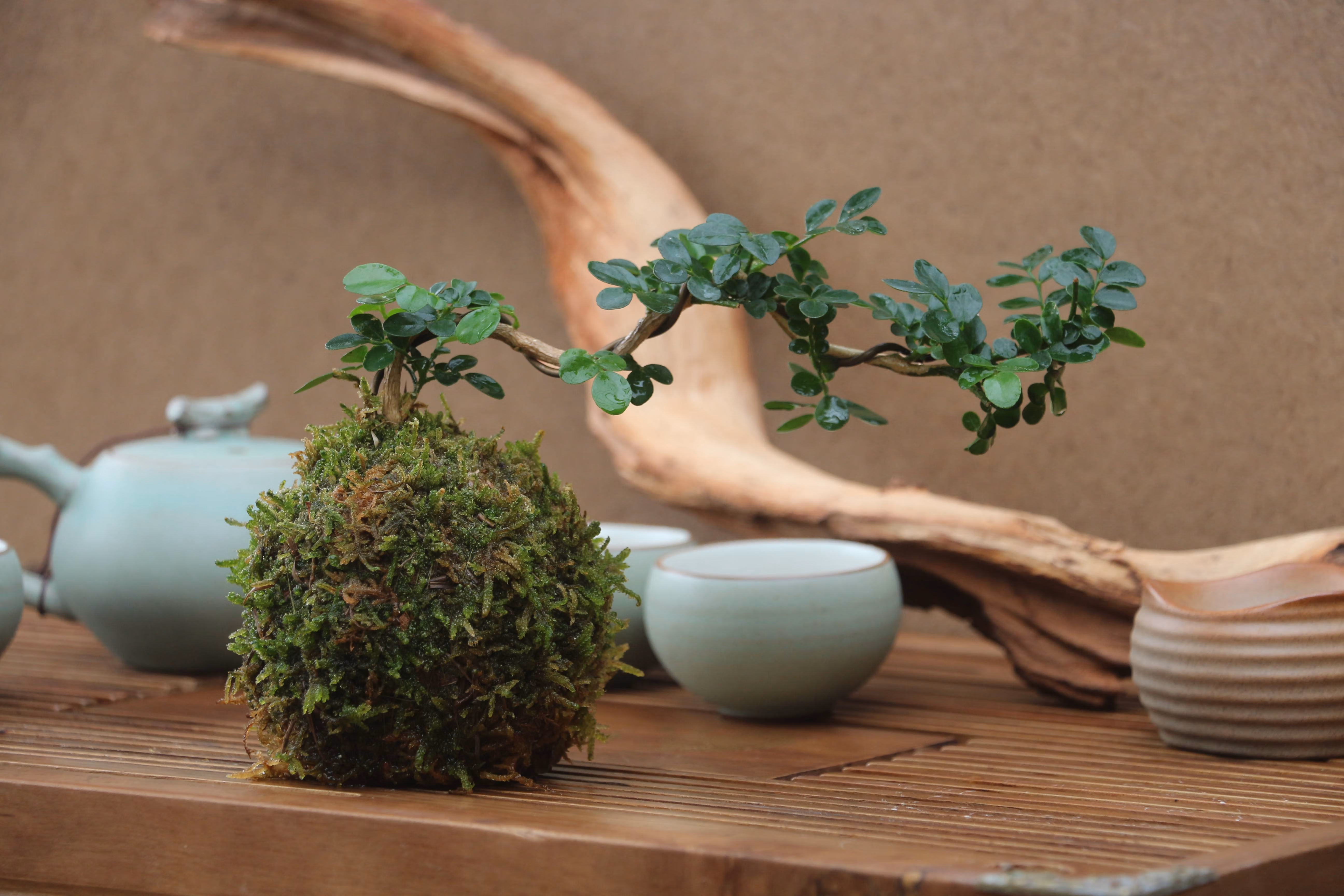 福建茶绿植室内树桩盆景客厅悬崖造型小叶黄杨小盆栽老桩四季常青