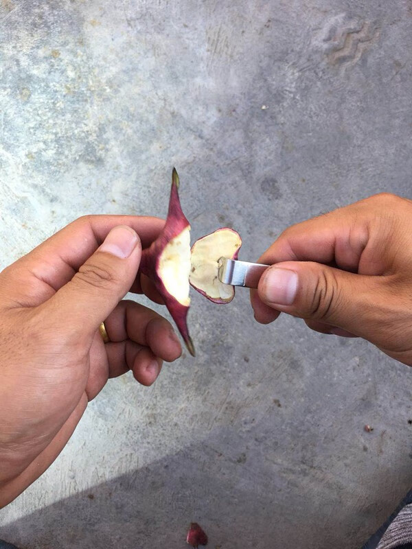 2022嘉兴特产南湖现摘嫩红菱新鲜四角红菱野生生吃红菱角带壳 2000g