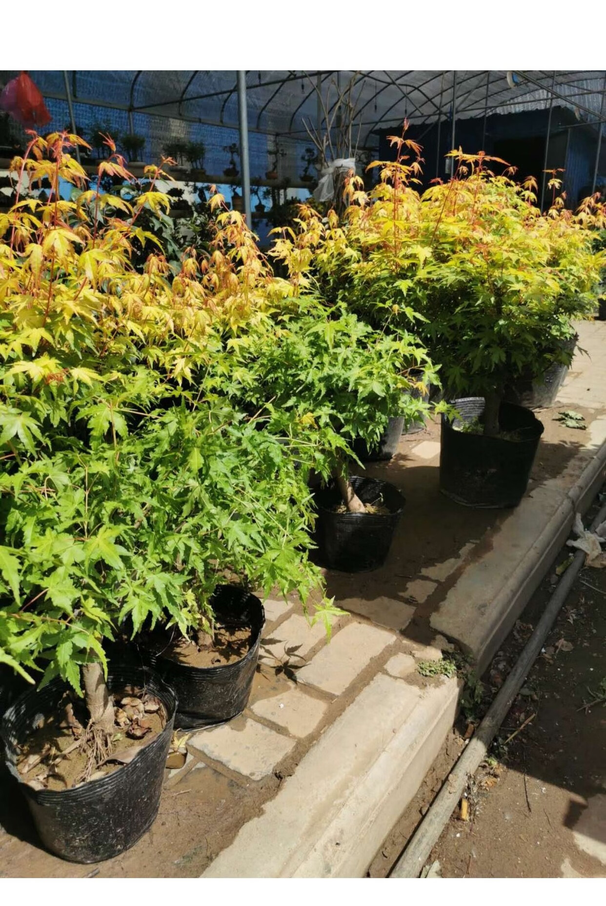 麦桑荷日本红枫盆景老桩三季红苗红舞姬树苗黄金枫山红叶盆景盆栽植物