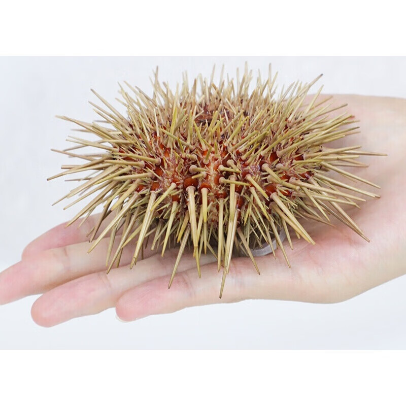 黄海胆鲜活即食大连小平岛新鲜食材料黄金海胆刺身生鲜海水产活鲜750g