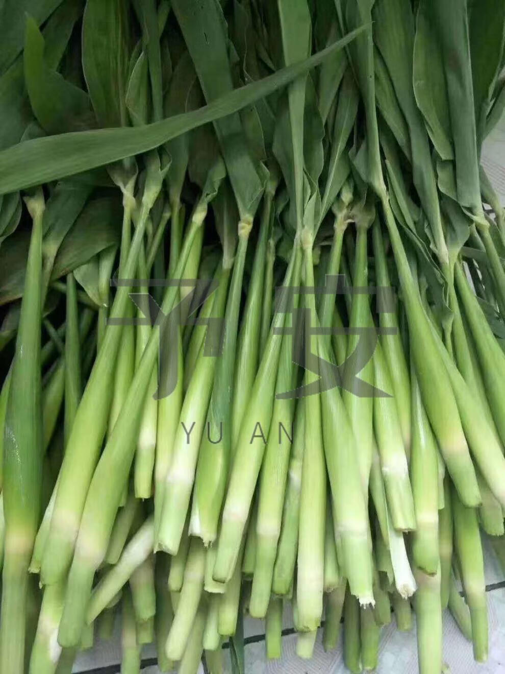 速冻乌米 [高粱乌米] 东北农家自种现摘的新鲜速冻高粱乌米 1斤装