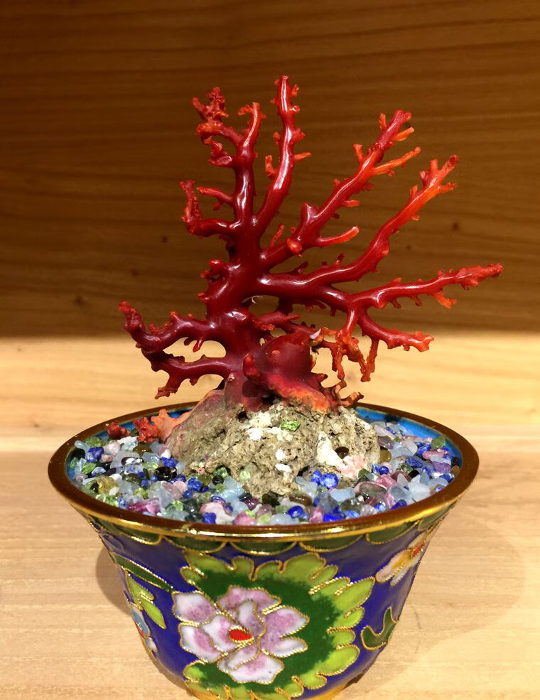 顶级珊瑚树摆件图片