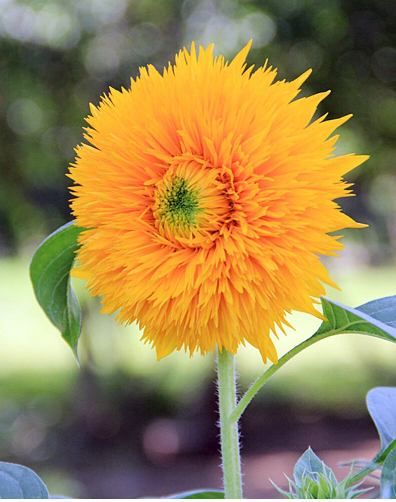 芊阙玩具熊向日葵种子苗种籽小夏矮生太阳花观赏盆栽种植幼苗孑秧t8 