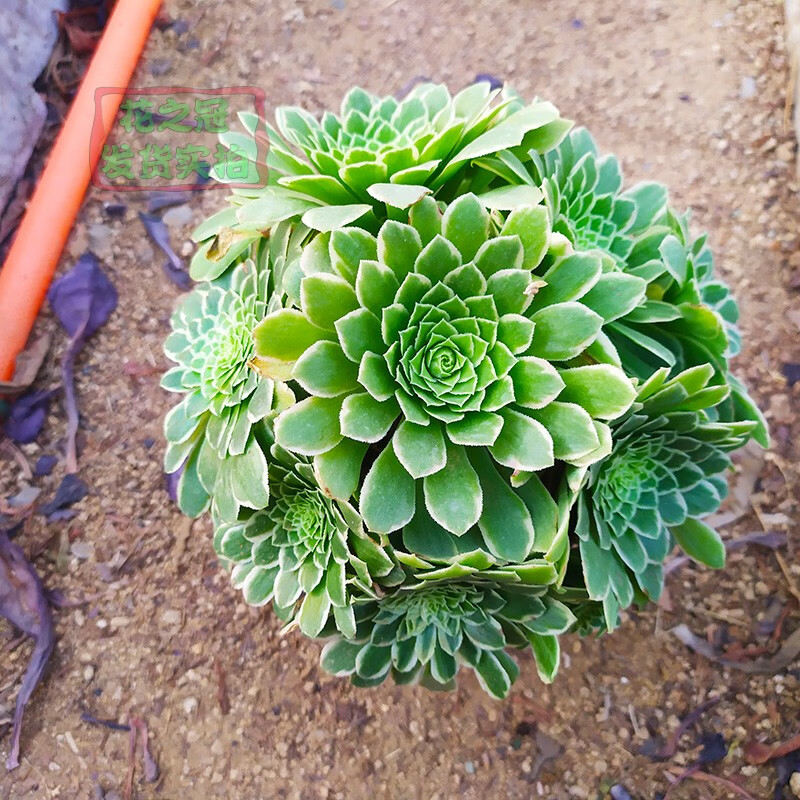 翡翠冰灿烂星爆法师老桩多肉植物圆叶黑法师多头大株超大一物一拍510