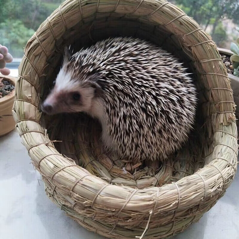 刺猬窝草编城堡鼠豚鼠非洲迷你房子繁殖幼崽夏天四级用品躲避半包款m