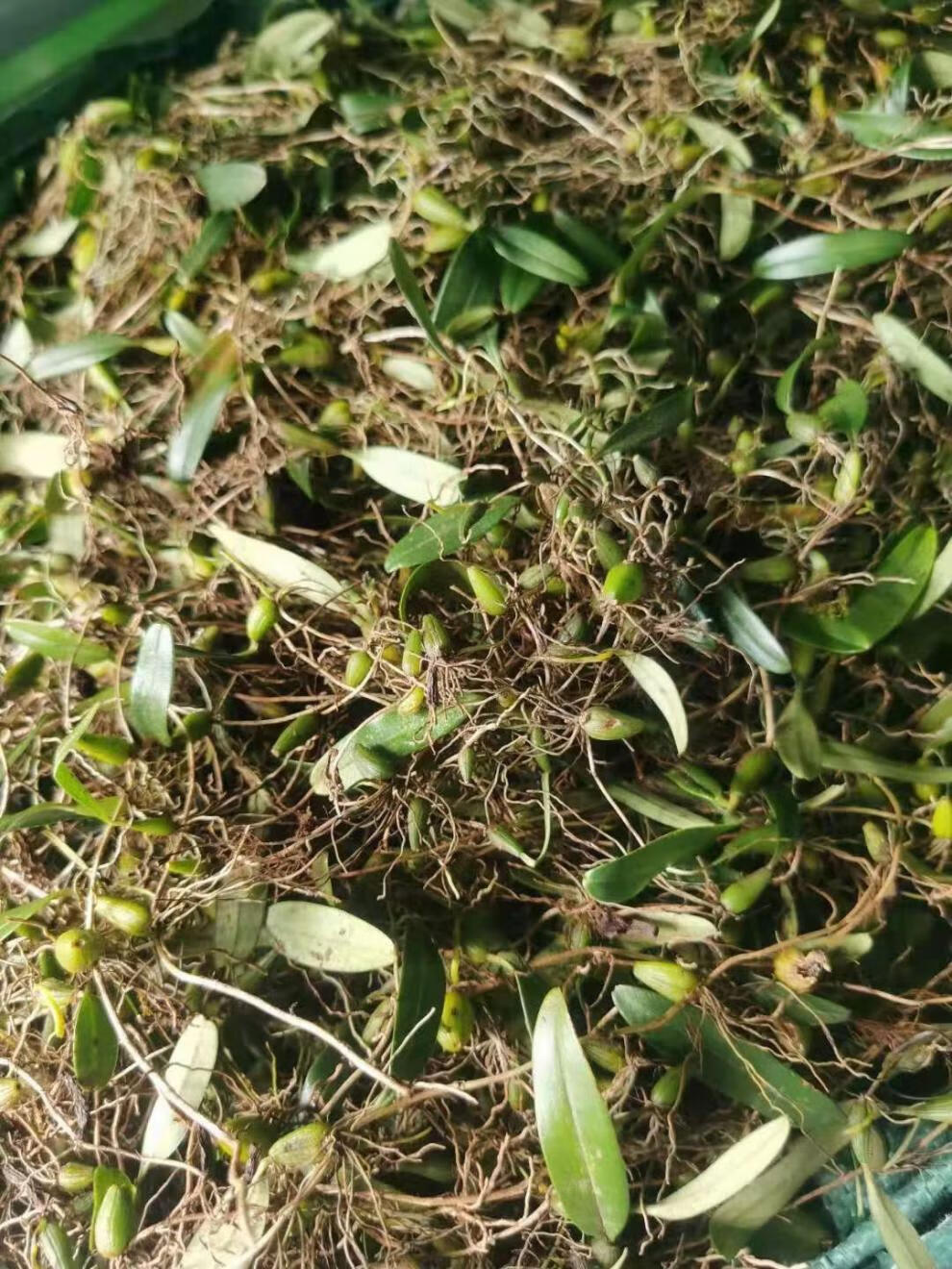 批发石橄榄 新鲜潮州单叶中果双页小果石仙桃石岩珠煲汤 精选双叶小果