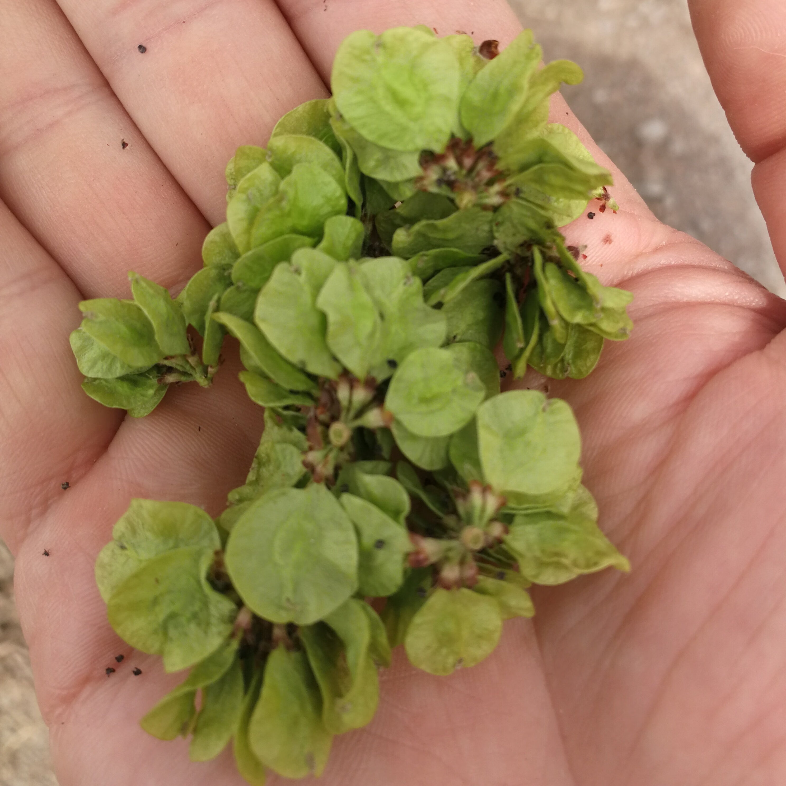 青樱红荔现摘食用新鲜榆钱儿3斤榆树钱面窝窝头 1500g【图片 价格