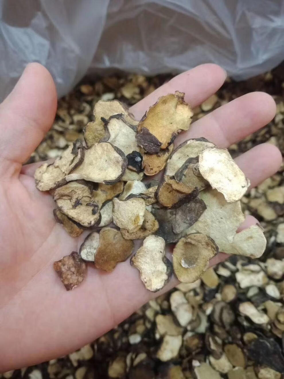 松菇干货福建特产闽南松蘑上菇菌菇新鲜尚菇无硫无碎松菇批发 250g