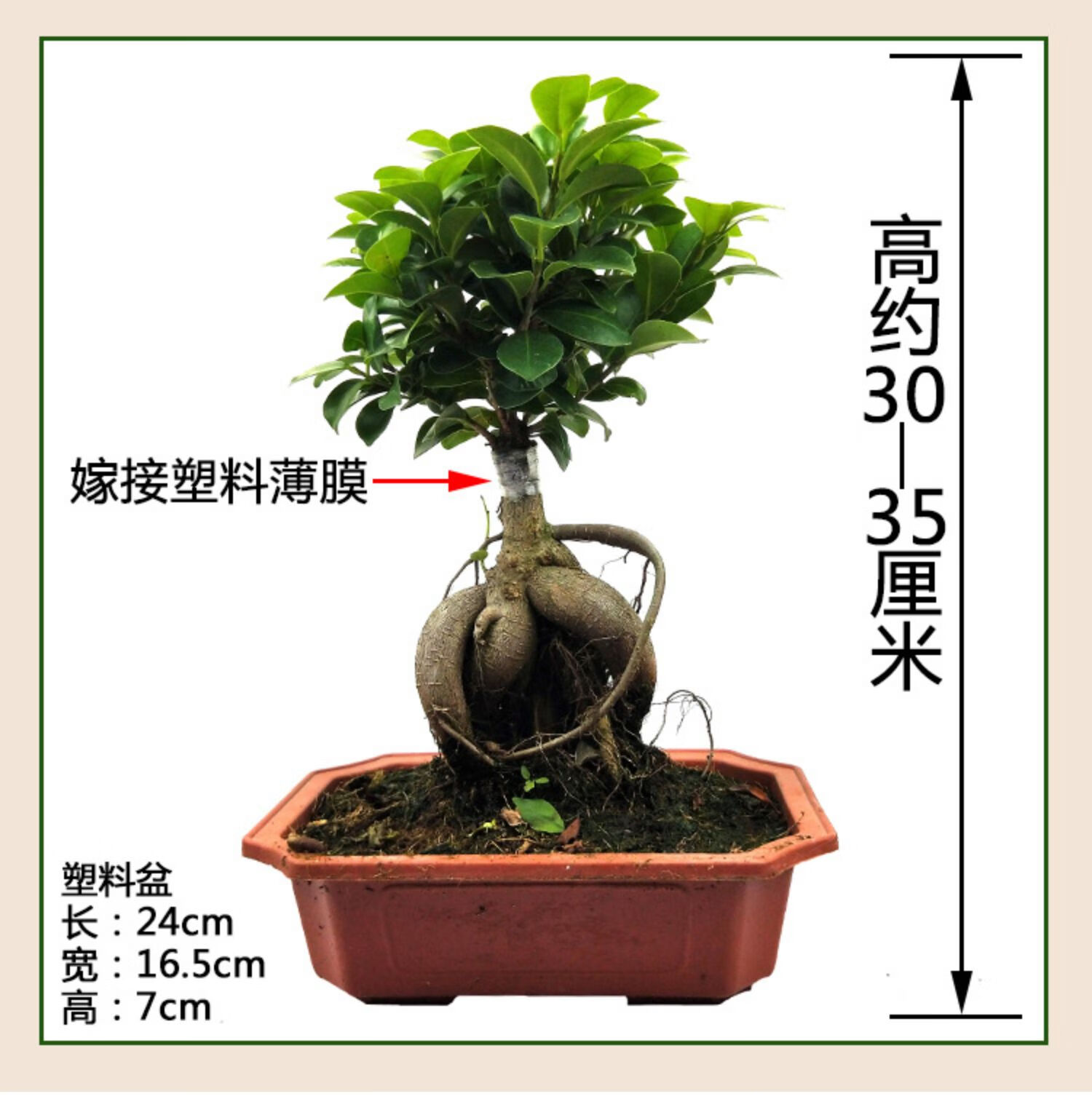 8字金钱榕树盆栽室外花卉植物大型绿植老根阳台s人参榕树盆景老桩 s