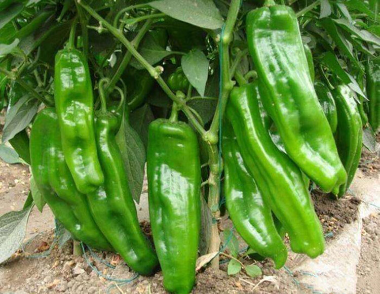 早熟微辣青椒种子苏椒五号薄皮灯笼椒菜椒庭院阳台四季种辣椒子孑苏椒