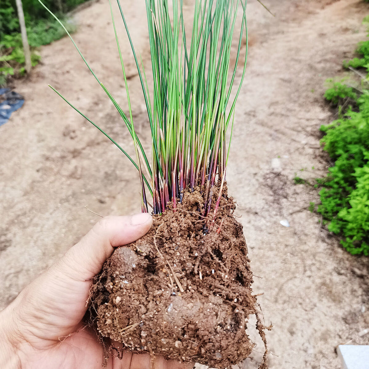 伟博鲜活灯芯草苗灯心草新鲜虎须草龙须草中药材清青火绿植盆景盆栽