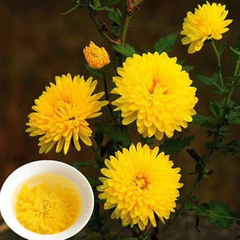 怀灵菊知里菊菊花茶玲云台冰菊的功效韵游菊河南官网特级 【50克一瓶