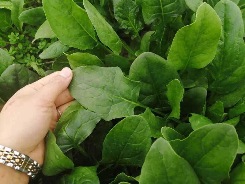 大叶菠菜种子四季易种原生态菠菜籽种子抗病耐热耐寒越冬蔬菜种子大叶