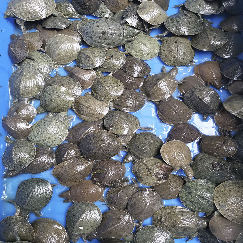 美国深水王八珍珠鳖小甲鱼苗大小型中华宠物鳖水鱼苗圆澳乌龟活体34