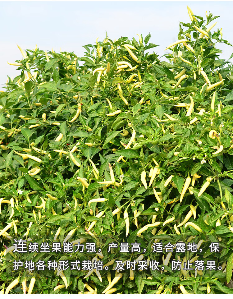 季春季陽臺盆栽農家蔬菜孑 天箭二號小米辣種子50粒 豆粕肥1斤【圖片