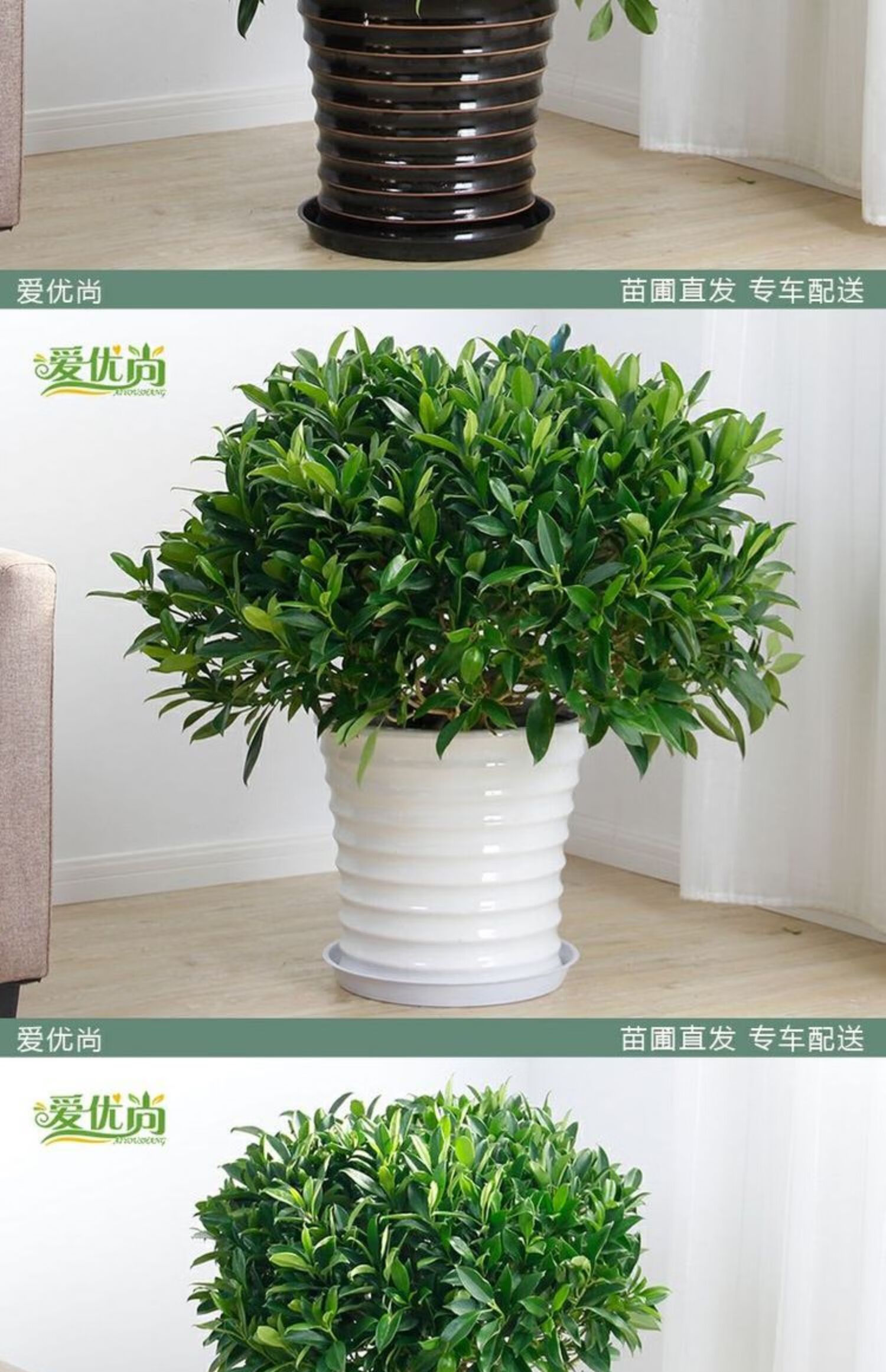 淶思芊品質保證非洲茉莉盆栽新品室內植物客廳庭院綠植好養淨化空氣高