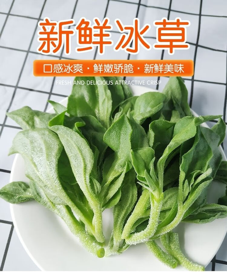 山东新鲜冰菜冰草农家新鲜蔬菜火锅菜沙拉菜冰叶新鲜冰菜沙拉菜【9月