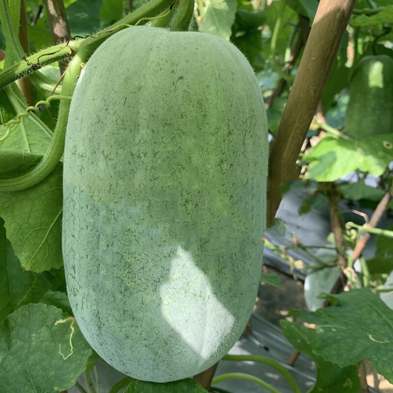 龙盛五叶早米冬瓜种子早中熟圆柱形厚肉耐贮运蔬菜种籽春播高产 10g5
