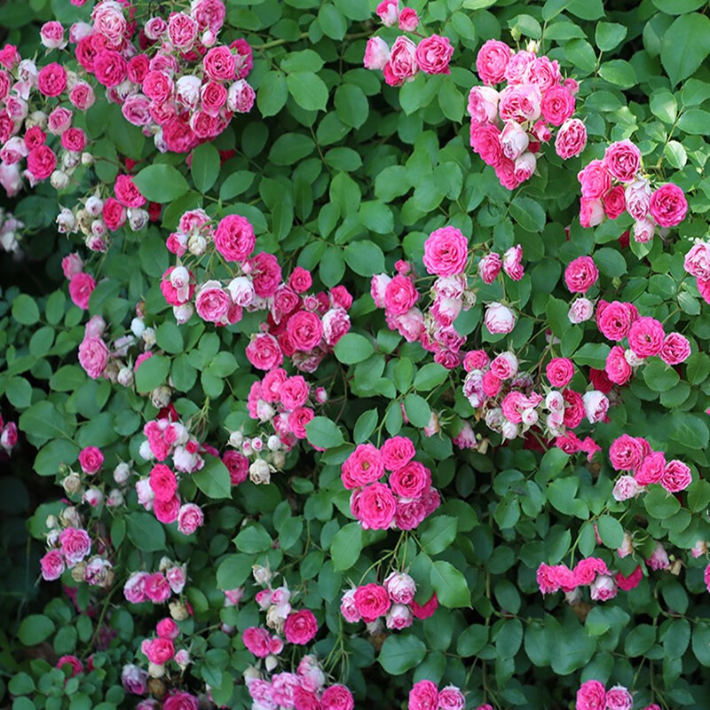 苏购 蔷薇花苗 藤本月季花苗 欧月四季长开花藤玫瑰花苗大花浓香爬藤
