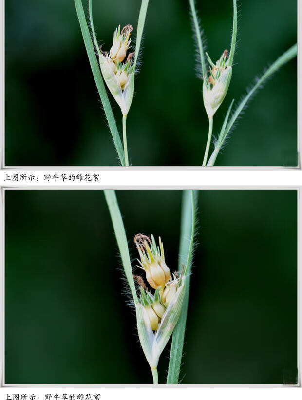 野牛草籽草坪草种籽矮生野牛草种子四季长青耐旱耐寒草平野牛草种子净